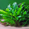 Аквариумное растение криптокорина зеленая