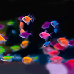 Тернеция глофиш GloFish